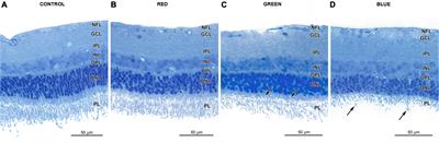 Profiles of Rho, Opn4, c-Fos, and Birc5 mRNA expression in Wistar rat retinas exposed to white or monochromatic light